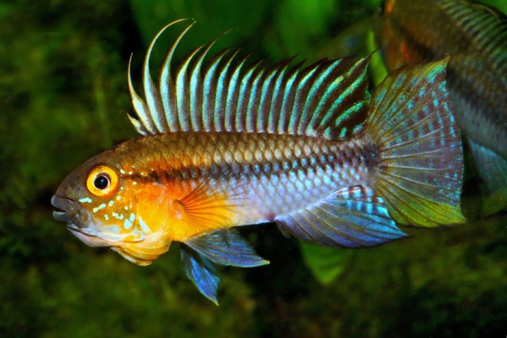 Apistogramma huascar