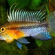 picture of Apistogramma huascar