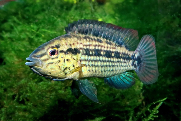 Apistogramma kullanderi