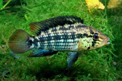 Apistogramma kullanderi Cichlidae