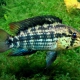 picture of Apistogramma kullanderi