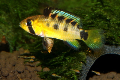 Apistogramma ortegai Cichlidae