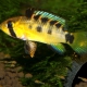 picture of Apistogramma ortegai