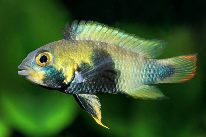 Apistogramma panduro