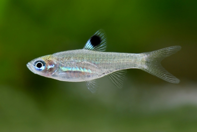 Brevibora dorsiocellata