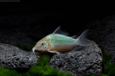 Brochis splendens Callichthyidae