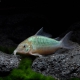 picture of Brochis splendens