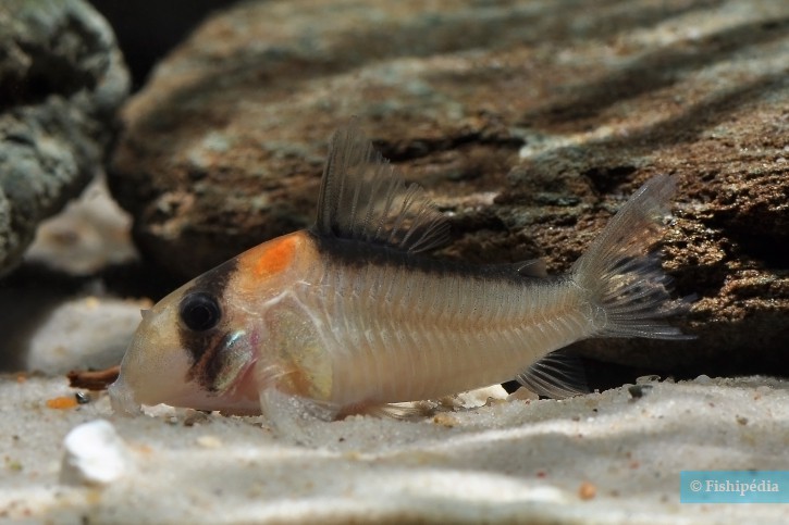 Corydoras adolfoi