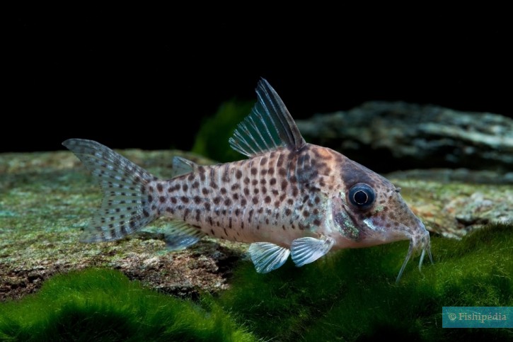 Corydoras agassizii