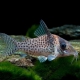 picture of Corydoras agassizii