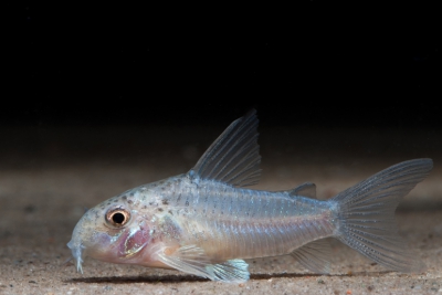Corydoras albolineatus