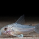 picture of Corydoras albolineatus