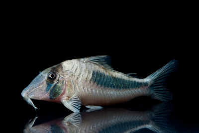 Corydoras amapaensis