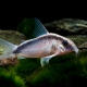 picture of Corydoras arcuatus