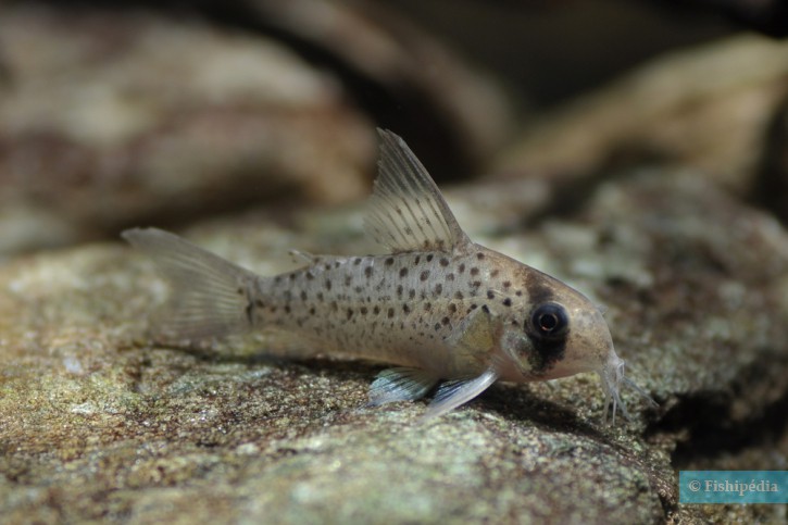 Corydoras atropersonatus