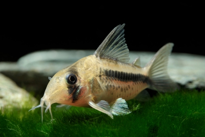 Corydoras axelrodi