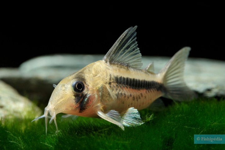 Corydoras axelrodi