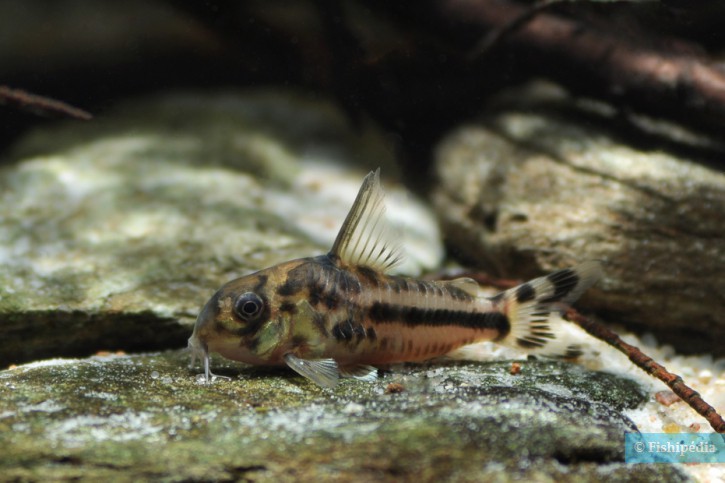 Corydoras boesemani