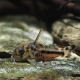 picture of Corydoras boesemani