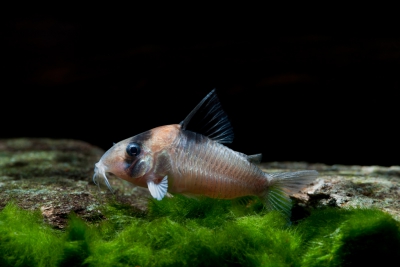 Corydoras burgessi