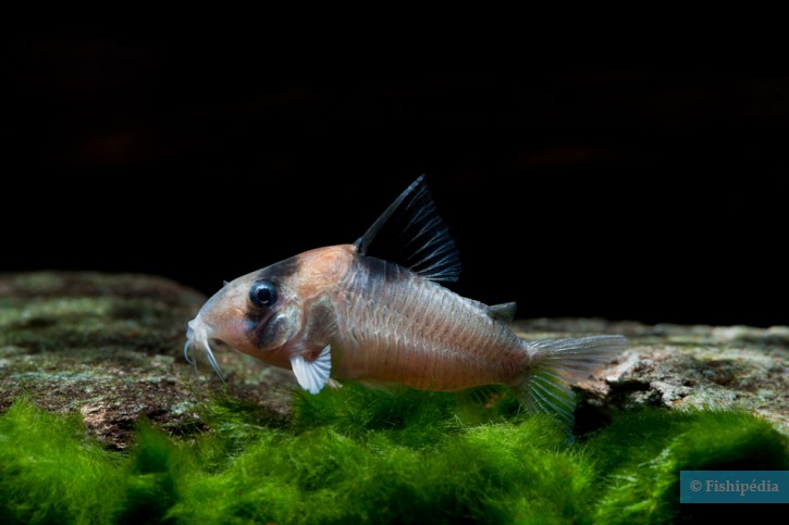 Corydoras burgessi