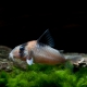 picture of Corydoras burgessi