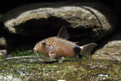 Corydoras caudimaculatus