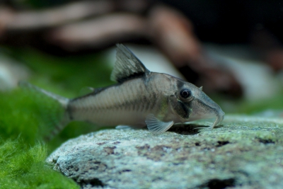Corydoras cortesi