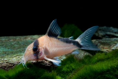 Corydoras davidsandsi Callichthyidae