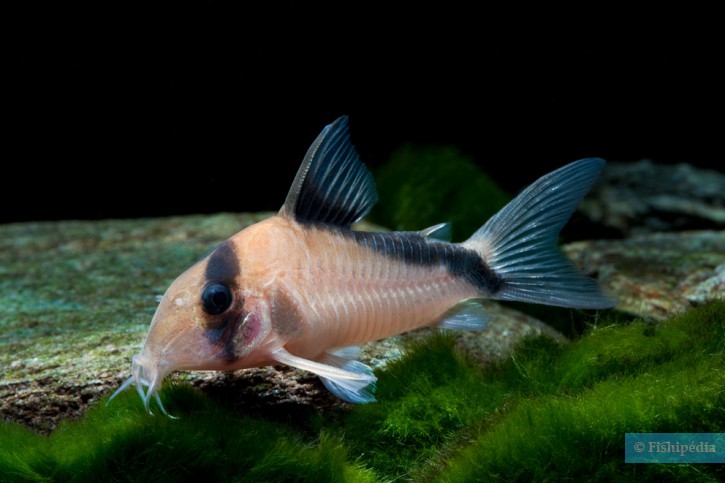 Corydoras davidsandsi