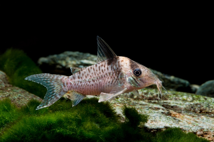 Corydoras delphax