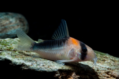 Corydoras duplicareus Callichthyidae