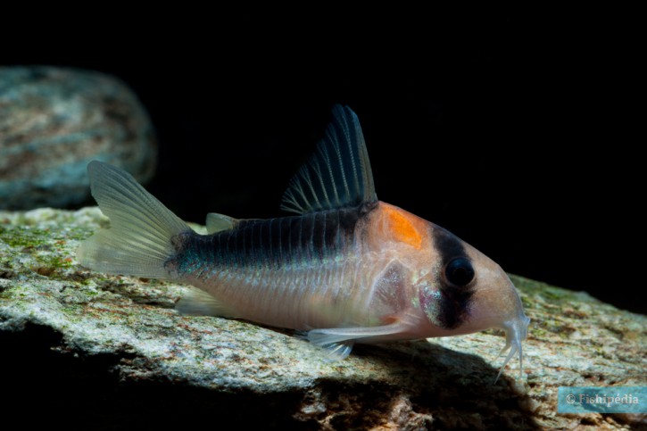 Corydoras duplicareus