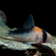 picture of Corydoras duplicareus