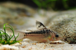 Corydoras elegans