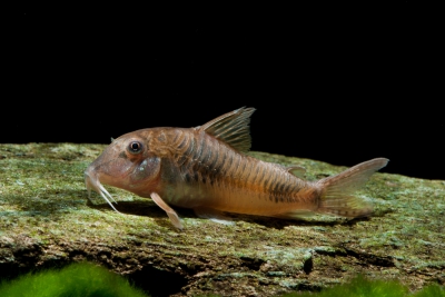 Corydoras ellisae