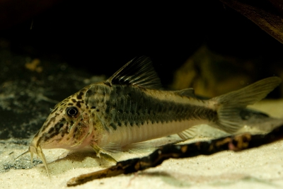 Corydoras fowleri