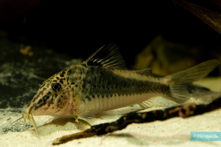 Corydoras fowleri