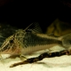 picture of Corydoras fowleri