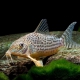 picture of Corydoras haraldschultzi