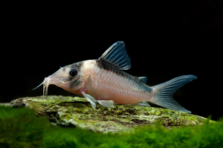 Corydoras imitator