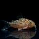 picture of Corydoras knaacki