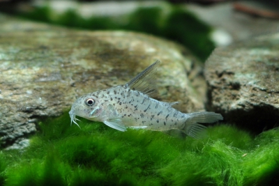Corydoras loretoensis Callichthyidae