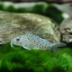 picture of Corydoras loretoensis