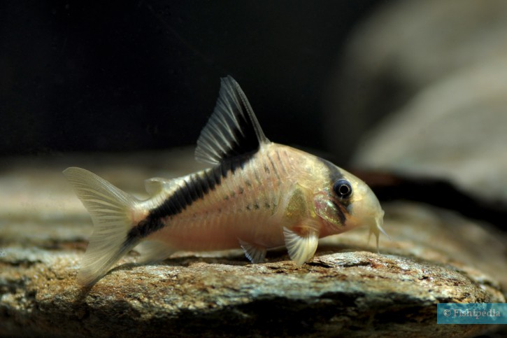 Corydoras melini