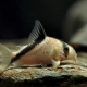 picture of Corydoras melini