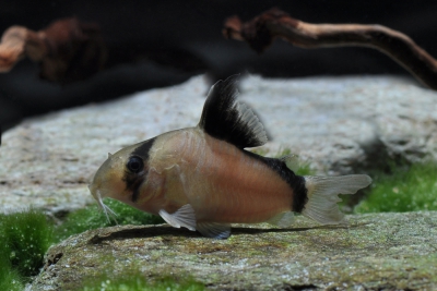 Corydoras metae Callichthyidae