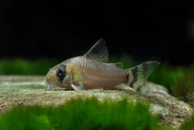 Corydoras oiapoquensis