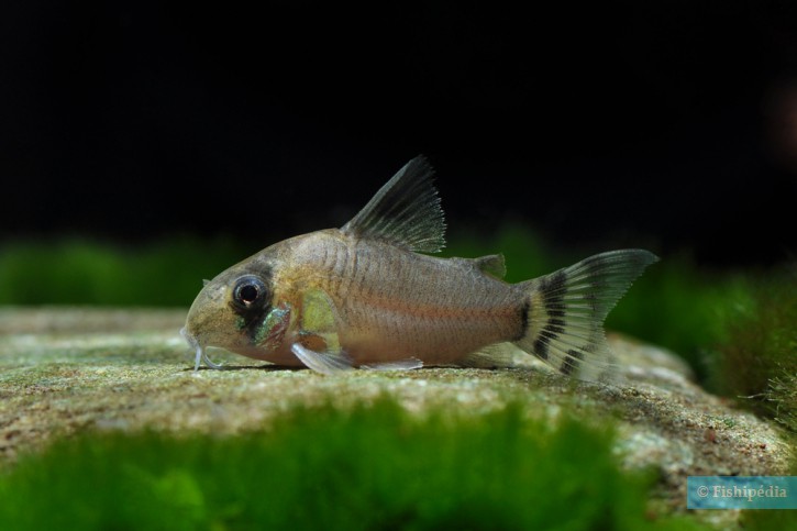 Corydoras oiapoquensis