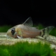 picture of Corydoras oiapoquensis